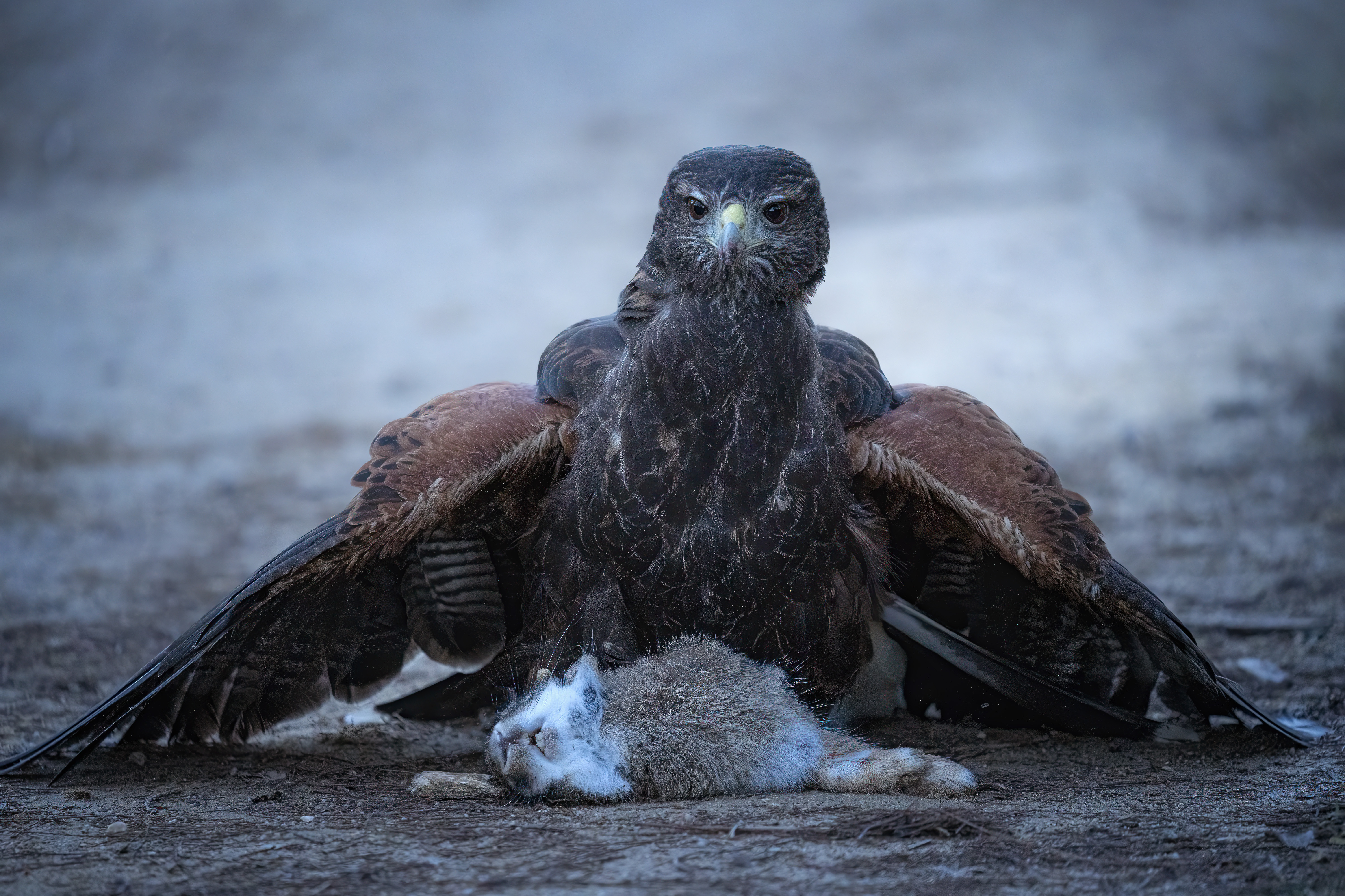 Águila de Harris